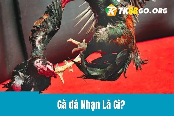 Gà Nhạn