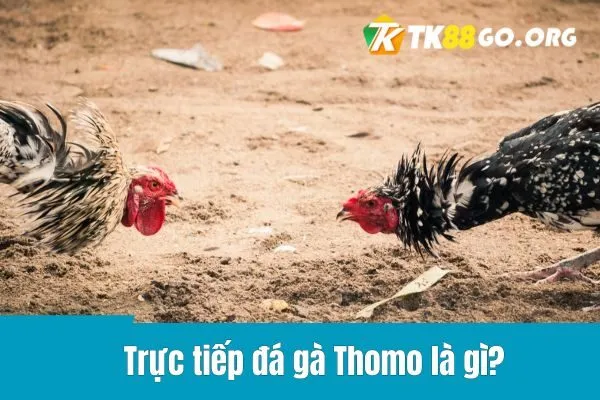 Trực Tiếp Đá Gà Thomo