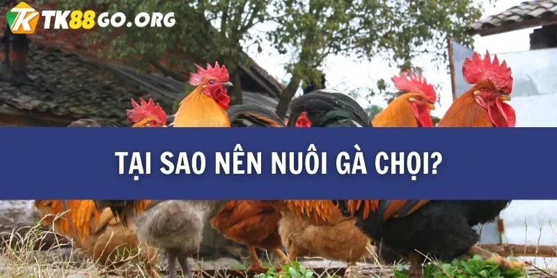 Cẩm Nang Nuôi Gà Chọi Chuẩn Từ Cao Thủ – Mới Nhất Tại TK88